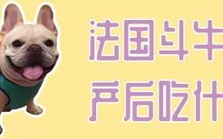 法国斗牛犬产后吃什么