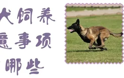 马犬饲养注意事项有哪些