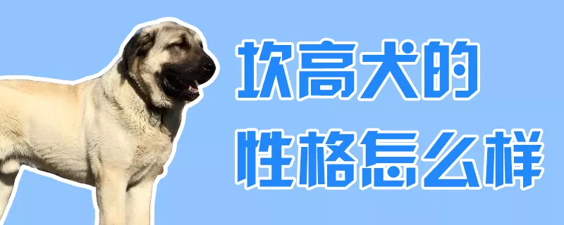 坎高犬的性格怎么样