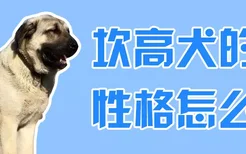 坎高犬的性格怎么样