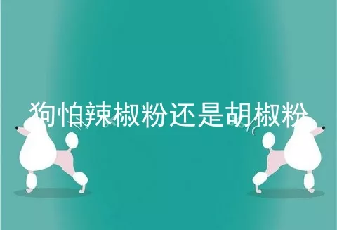 狗怕辣椒粉还是胡椒粉