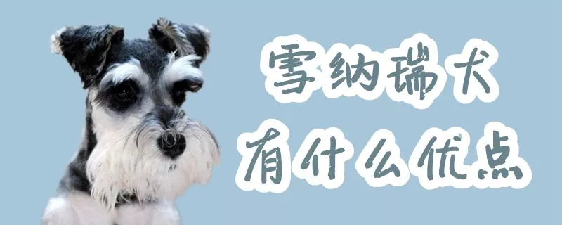 雪纳瑞犬有什么优点