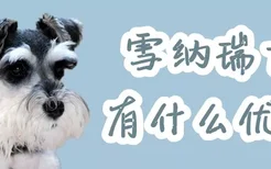 雪纳瑞犬有什么优点