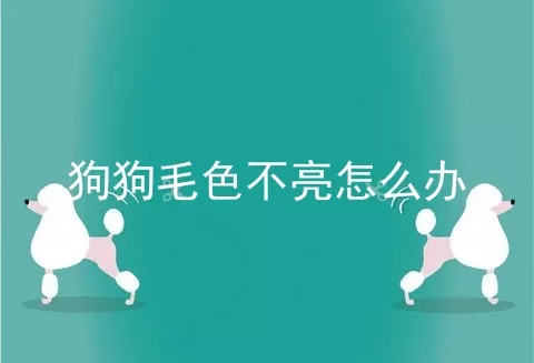 狗狗毛色不亮怎么办