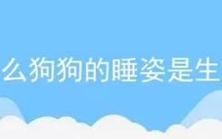 什么狗狗的睡姿是生病