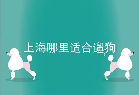 上海哪里适合遛狗