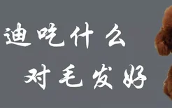 泰迪吃什么对毛发好