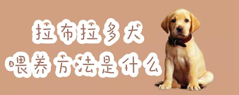 拉布拉多犬喂养方法是什么