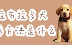 拉布拉多犬喂养方法是什么