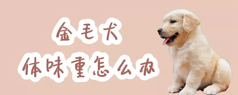 金毛犬体味重怎么办