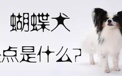 蝴蝶犬的缺点是什么