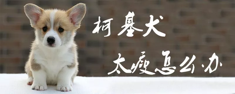 柯基犬太瘦怎么办1