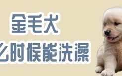 金毛犬什么时候能洗澡