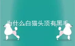 为什么白猫头顶有黑毛