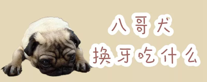 八哥犬换牙吃什么