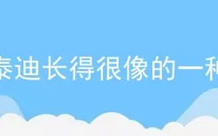 和泰迪长得很像的一种狗