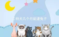 二特犬几个月能逮兔子