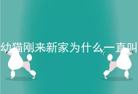 幼猫刚来新家为什么一直叫