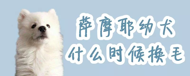 萨摩耶幼犬什么时候换毛