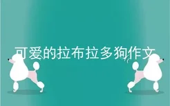 可爱的拉布拉多狗作文