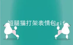 短腿猫打架表情包gif