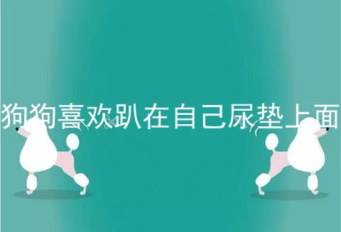 狗狗喜欢趴在自己尿垫上面