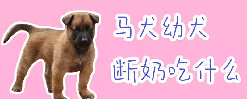 马犬幼犬断奶吃什么