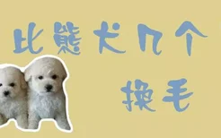 比熊犬几个月换毛