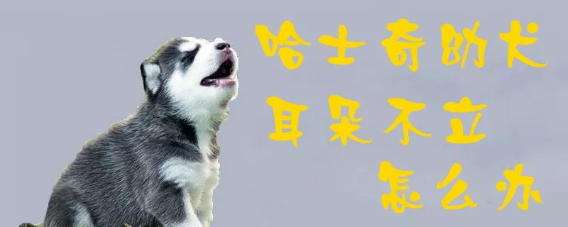 哈士奇幼犬耳朵不立怎么办1