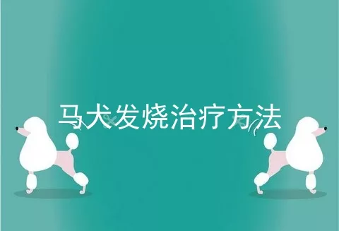 马犬发烧治疗方法