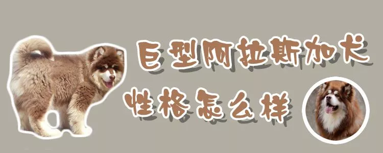 巨型阿拉斯加犬性格怎么样