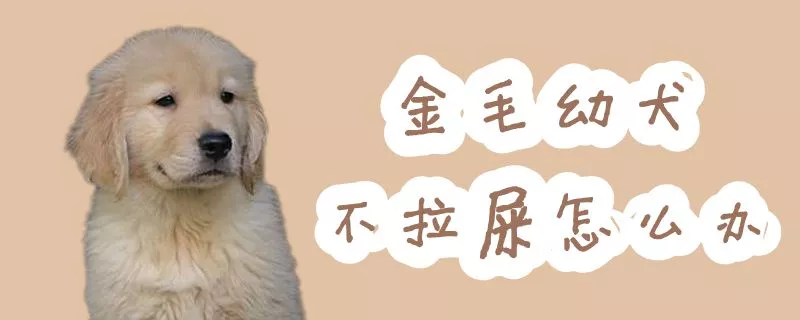 金毛幼犬不拉屎怎么办