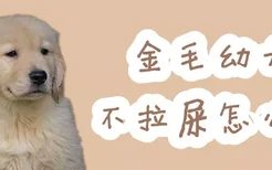 金毛幼犬不拉屎怎么办