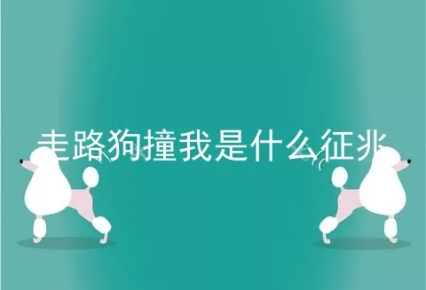 走路狗撞我是什么征兆