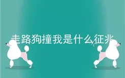 走路狗撞我是什么征兆