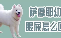 萨摩耶幼犬眼屎怎么回事