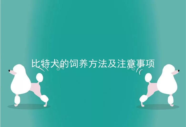 比特犬的饲养方法及注意事项