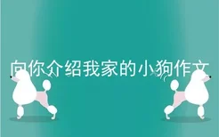 向你介绍我家的小狗作文