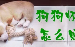 狗狗怀孕怎么照顾