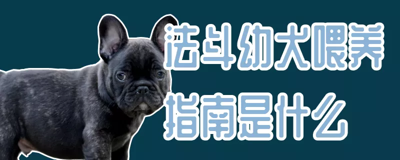 法斗幼犬喂养指南是什么