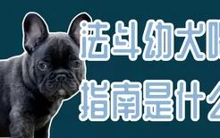 法斗幼犬喂养指南是什么