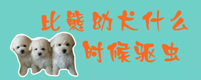 比熊幼犬什么时候驱虫1