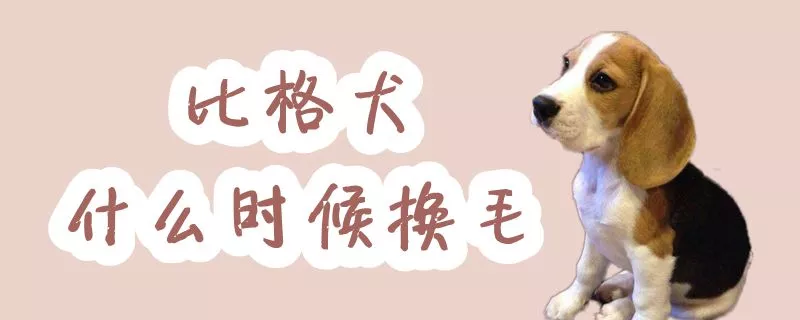 比格犬什么时候换毛