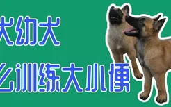 马犬幼犬怎么训练大小便