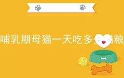 哺乳期母猫一天吃多少猫粮