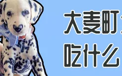 大麦町犬吃什么