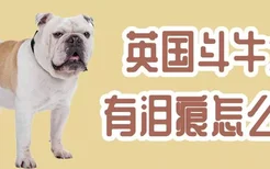 英国斗牛犬有泪痕怎么办