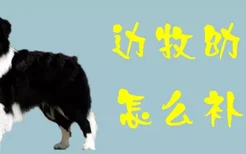 边牧幼犬怎么补钙