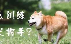 怎么训练柴犬握手