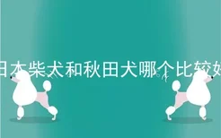 日本柴犬和秋田犬哪个比较好